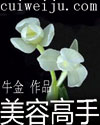 美容高手